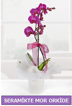 Seramik içerisinde birinci kalite tek dallı mor orkide  Amasya İnternetten çiçek siparişi 