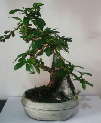 S eklinde ithal bonsai aac  Amasya iek yolla 