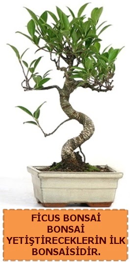 Ficus bonsai 15 ile 25 cm arasndadr  Amasya iek yolla 
