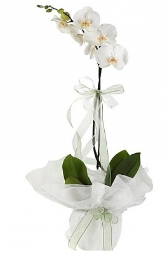 Tekli Beyaz Orkide  Amasya hediye iek yolla 