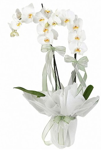 ift Dall Beyaz Orkide  Amasya anneler gn iek yolla 