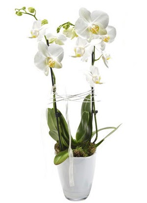 2 dall beyaz seramik beyaz orkide sakss  Amasya iek gnderme sitemiz gvenlidir 