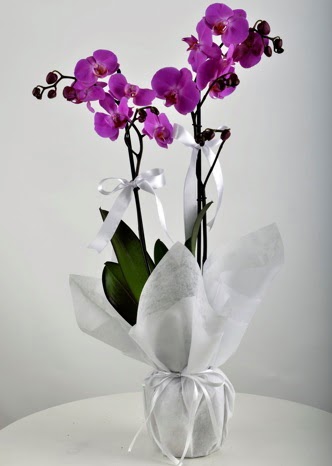 ift dall saksda mor orkide iei  Amasya iek siparii vermek 