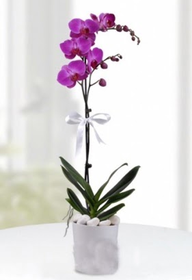 Tek dall saksda mor orkide iei  Amasya iekiler 