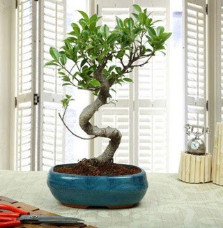Amazing Bonsai Ficus S thal  Amasya internetten iek siparii 