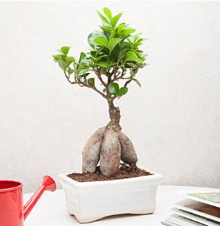 Exotic Ficus Bonsai ginseng  Amasya iek servisi , ieki adresleri 