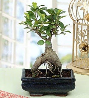 Appealing Ficus Ginseng Bonsai  Amasya anneler gn iek yolla 