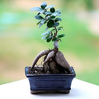 Marvellous Ficus Microcarpa ginseng bonsai  Amasya iek siparii vermek 