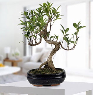 Gorgeous Ficus S shaped japon bonsai  Amasya yurtii ve yurtd iek siparii 