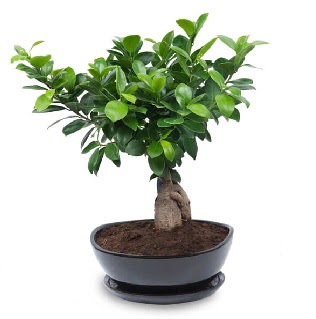 Ginseng bonsai aac zel ithal rn  Amasya internetten iek sat 