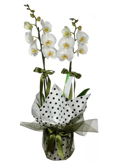 ift Dall Beyaz Orkide  Amasya 14 ubat sevgililer gn iek 