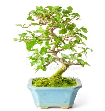 S zerkova bonsai ksa sreliine  Amasya nternetten iek siparii 