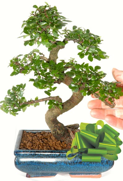 Yaklak 25 cm boyutlarnda S bonsai  Amasya iek siparii sitesi 
