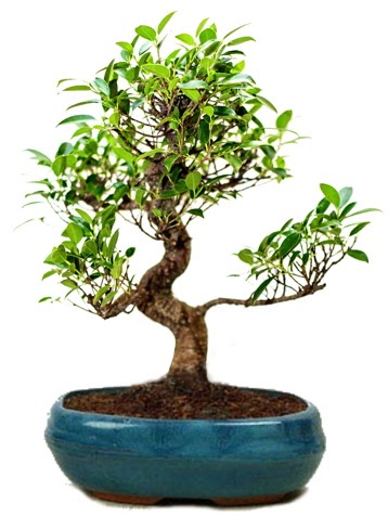 25 cm ile 30 cm aralığında Ficus S bonsai  Amasya çiçek gönderme sitemiz güvenlidir 