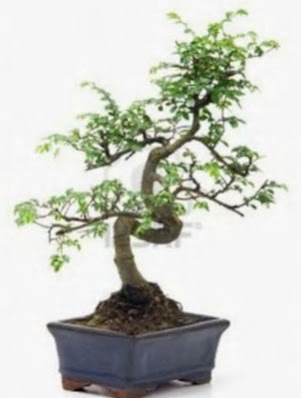 S gvde bonsai minyatr aa japon aac  Amasya iek sat 