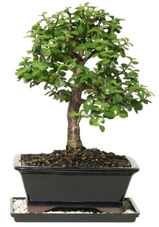 15 cm civar Zerkova bonsai bitkisi  Amasya iek siparii sitesi 