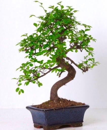 S gvdeli bonsai minyatr aa japon aac  Amasya iek gnderme sitemiz gvenlidir 