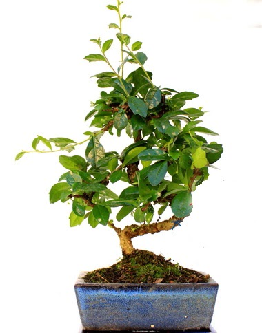S gvdeli carmina bonsai aac  Amasya iek yolla  Minyatr aa