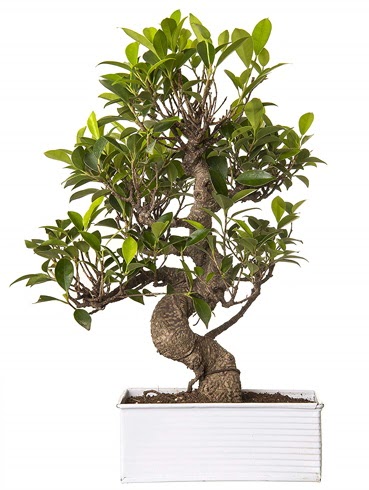 Exotic Green S Gvde 6 Year Ficus Bonsai  Amasya iek gnderme sitemiz gvenlidir 