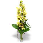  Amasya İnternetten çiçek siparişi  cam vazo içerisinde tek dal canli orkide
