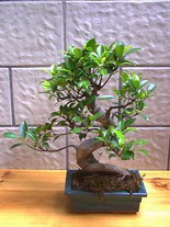 ithal bonsai saksi çiçegi  Amasya hediye sevgilime hediye çiçek 