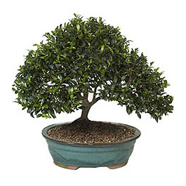  Amasya ucuz iek gnder  ithal bonsai saksi iegi  Amasya iek gnderme sitemiz gvenlidir 