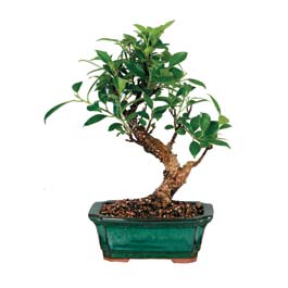  Amasya iek siparii sitesi  ithal bonsai saksi iegi  Amasya iek online iek siparii 