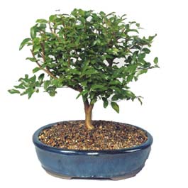  Amasya ieki maazas  ithal bonsai saksi iegi  Amasya online ieki , iek siparii 