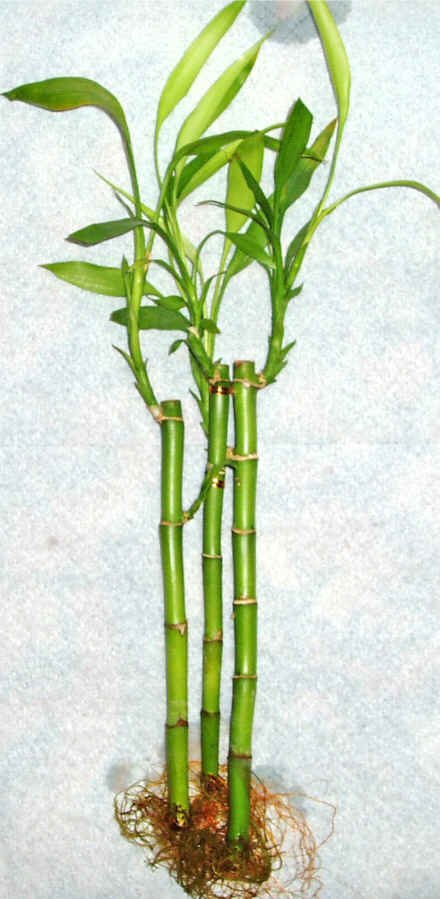 Lucky Bamboo 3 adet vazo hediye edilir   Amasya cicek , cicekci 