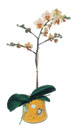  Amasya online çiçek gönderme sipariş  Phalaenopsis Orkide ithal kalite
