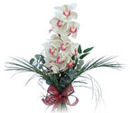  Amasya çiçek siparişi sitesi  Dal orkide ithal iyi kalite