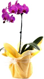  Amasya çiçek siparişi sitesi  Tek dal mor orkide saksı çiçeği
