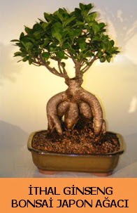 İthal japon ağacı ginseng bonsai satışı  Amasya İnternetten çiçek siparişi 