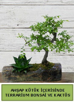 Ahşap kütük bonsai kaktüs teraryum  Amasya internetten çiçek siparişi 