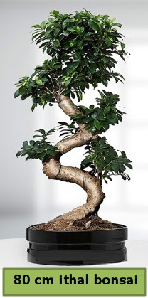 80 cm özel saksıda bonsai bitkisi  Amasya çiçekçi telefonları 