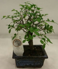 Minyatür ithal japon ağacı bonsai bitkisi  Amasya çiçek satışı 