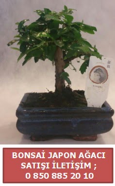 Japon ağacı minyaür bonsai satışı  Amasya çiçek satışı 