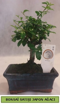 Minyatür bonsai ağacı satışı  Amasya çiçek gönderme 