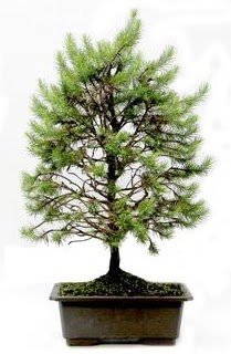 *** STOKTA YOK - Çam ağacı bonsai bitkisi satışı  Amasya cicekciler , cicek siparisi 