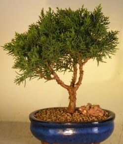 Servi çam bonsai japon ağacı bitkisi  Amasya çiçek yolla 