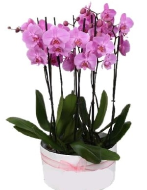 Beyaz seramik içerisinde 7 dallı mor orkide  Amasya çiçekçi telefonları 