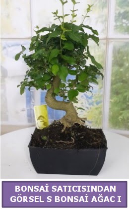 S dal eğriliği bonsai japon ağacı  Amasya çiçek satışı 