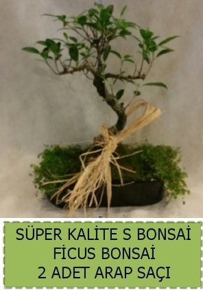 Ficus S Bonsai ve arap saçı  Amasya çiçekçi telefonları 