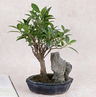 Japon ağacı Evergreen Ficus Bonsai  Amasya çiçek gönderme sitemiz güvenlidir 