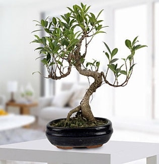 Gorgeous Ficus S shaped japon bonsai  Amasya yurtiçi ve yurtdışı çiçek siparişi 