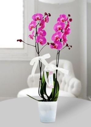 Çift dallı mor orkide  Amasya çiçekçiler 
