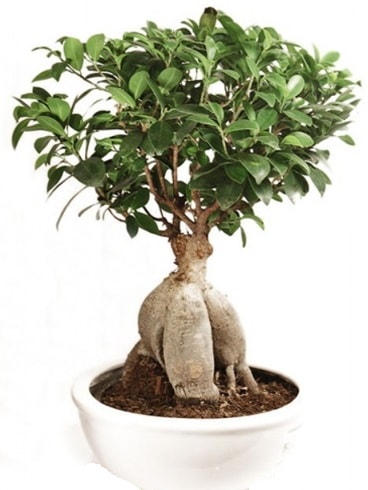 Ginseng bonsai japon ağacı ficus ginseng  Amasya İnternetten çiçek siparişi 